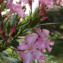 фото из отзыва ID 2293518