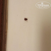 фото из отзыва ID 2294962