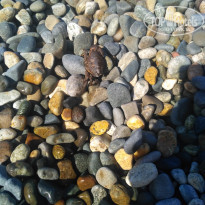 фото из отзыва ID 2295010