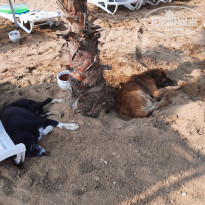 фото из отзыва ID 2296252