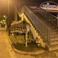 фото из отзыва ID 2299944