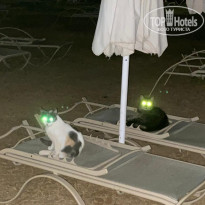 фото из отзыва ID 2300290