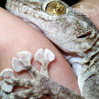 фото из отзыва ID 2301713