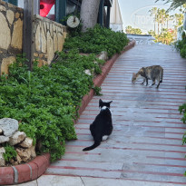 фото из отзыва ID 2303143