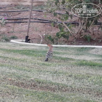 фото из отзыва ID 2305032