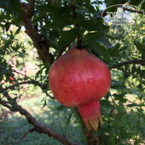 фото из отзыва ID 2305101