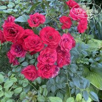 фото из отзыва ID 2305136