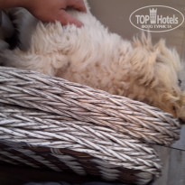 фото из отзыва ID 2306959