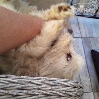 фото из отзыва ID 2306959