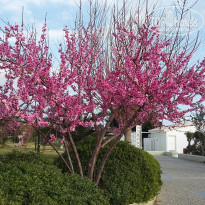 фото из отзыва ID 2307090