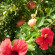фото из отзыва ID 2307820
