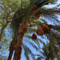 фото из отзыва ID 2308749