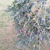 фото из отзыва ID 2308884