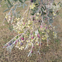 фото из отзыва ID 2308885