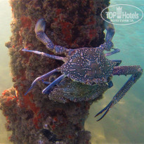 фото из отзыва ID 2309278