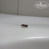 фото из отзыва ID 231550