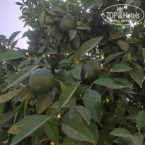 фото из отзыва ID 2310724