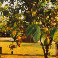 фото из отзыва ID 2310956