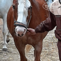 фото из отзыва ID 2312951