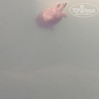 фото из отзыва ID 2312065