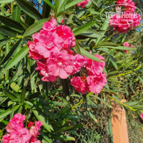 фото из отзыва ID 2314171