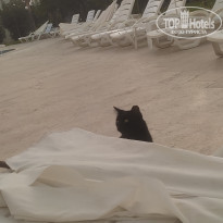 фото из отзыва ID 2314897