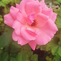фото из отзыва ID 2314897