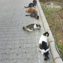 фото из отзыва ID 2315545