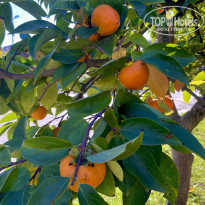 фото из отзыва ID 2315876