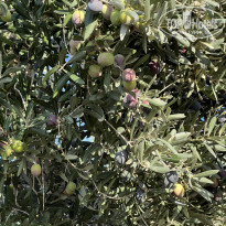 фото из отзыва ID 2316713