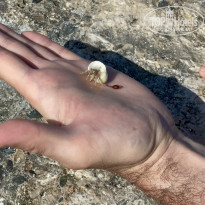 фото из отзыва ID 2317657