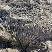 фото из отзыва ID 2317657