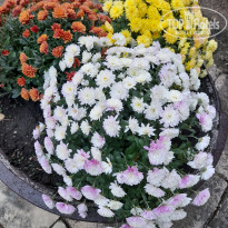 фото из отзыва ID 2318903