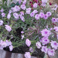 фото из отзыва ID 2318903