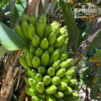 фото из отзыва ID 2319783