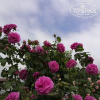 фото из отзыва ID 2320158