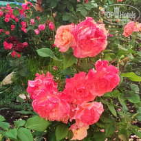 фото из отзыва ID 2320316