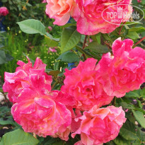 фото из отзыва ID 2320316