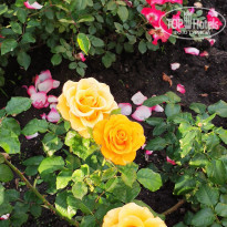 фото из отзыва ID 2320316