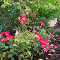 фото из отзыва ID 2320316