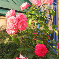 фото из отзыва ID 2320316