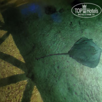 фото из отзыва ID 2320610