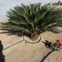 фото из отзыва ID 2320953