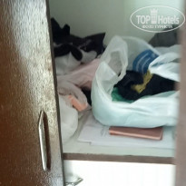 фото из отзыва ID 2321238