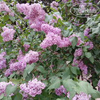 фото из отзыва ID 2321964