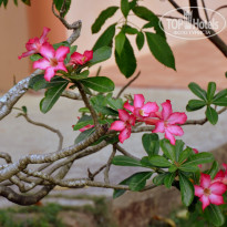 фото из отзыва ID 2322194