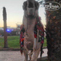 фото из отзыва ID 2321590