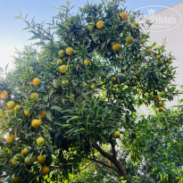 фото из отзыва ID 2324485