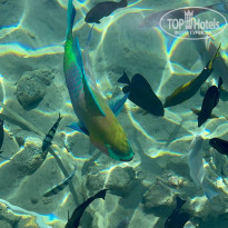 фото из отзыва ID 2325021