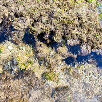 фото из отзыва ID 2325167